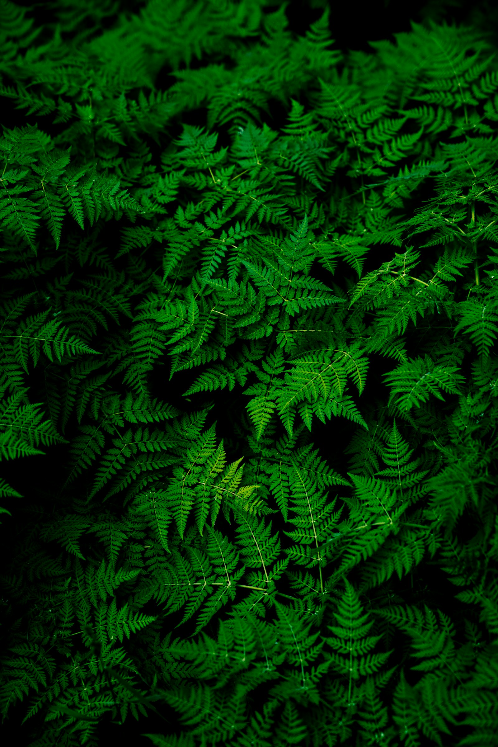 シダ植物の葉が重なる森の足元